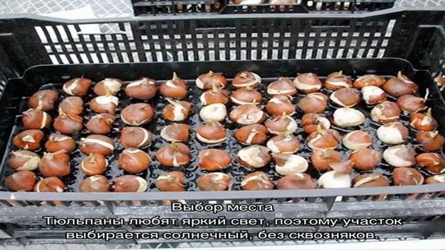 Когда сажать тюльпаны смотреть онлайн