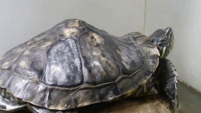 Моя красноухая черепашка смотреть онлайн