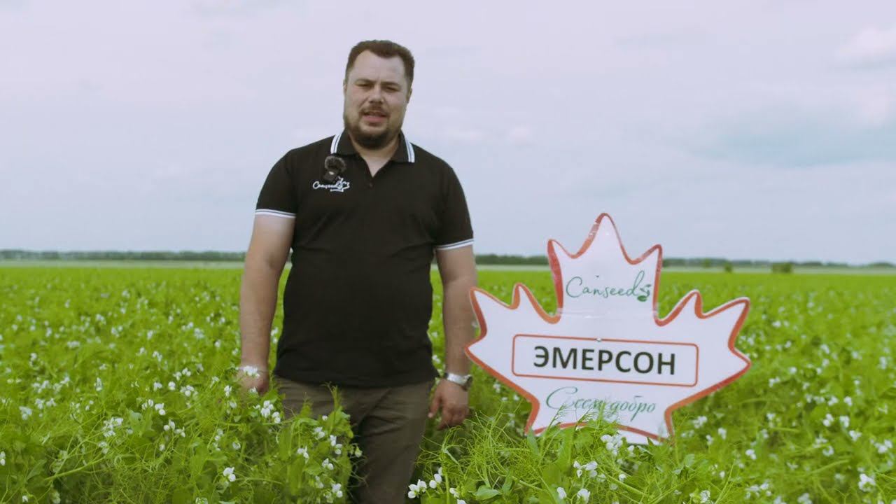 Пример корпоративного ролика для компании «Canseeds» #видеограф #воронеж смотреть онлайн
