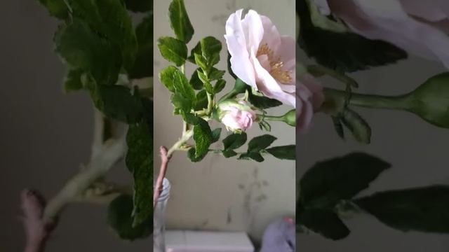 Веточка шиповника из полимерной глины смотреть онлайн