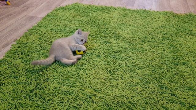 котёнок Ромашка. смотреть онлайн