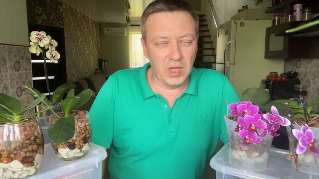 полив орхидеи после пересадки ВАЖНЕЙШИЕ НЮАНСЫ не загубить корни фаленопсисов смотреть онлайн
