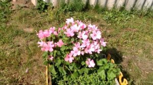 ? Цветок Лаватера однолетняя / Выращивание из семян в открытом грунте ?