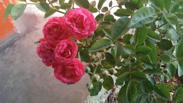 How to Care China Rose || Button rose care in Pot at Home Garden || kashmir rose bush Homegarden смотреть онлайн