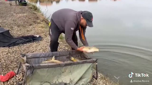 Feeder Fishing Carp & Skimmer lacuri comerciale (balta Tea jud Arad). смотреть онлайн