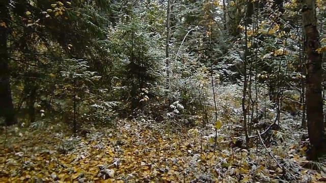 Природа Северного Урала: Осень в парке смотреть онлайн