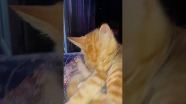 #Shorts Рыжий котенок Симбочка Мейн кун 4 месяца смотреть онлайн