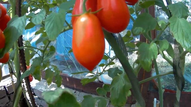 Томат F1 Черри от Юрия.2021 Томаты в теплице. смотреть онлайн