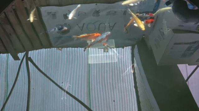 3 Reasons Pond Fish Die | Goldfish & Koi смотреть онлайн