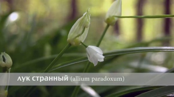 лук странный
