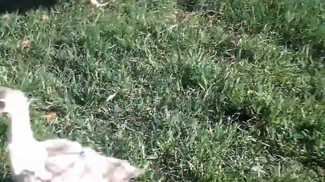 Выездной Контактный зоопарк, Москва 8(965)380-13-11 смотреть онлайн