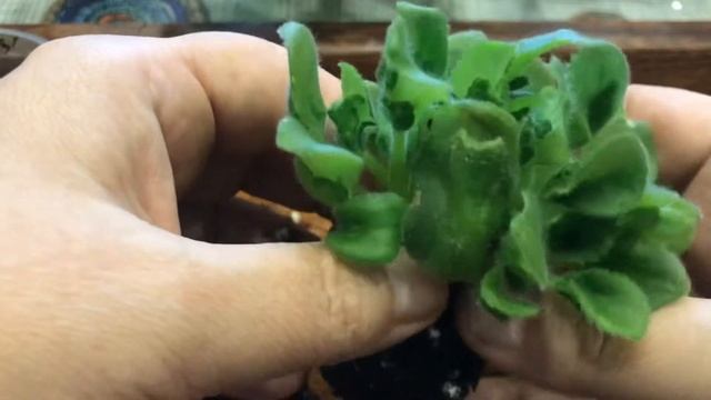 Будем искать клеща с помощью микроскопа смотреть онлайн