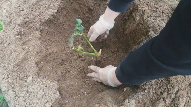 Посадка розы весной в открытый грунт смотреть онлайн