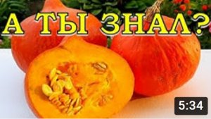Простые ПРАВИЛА хорошего урожая ТЫКВЫ???