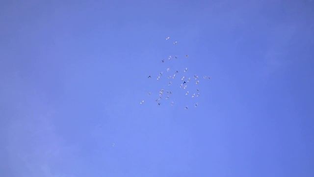 Голуби Кз .Молодежь тасманы бусые сиреневые и конечно же сочи . смотреть онлайн