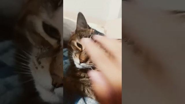 A вы знаете что у меня есть кошка