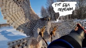 Готовим ястреба Клюкву к запуску в свободный полёт. Кошка Морошка рисковала огрести, а досталось м