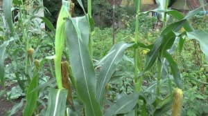 Как вырастить кукурузу на даче
