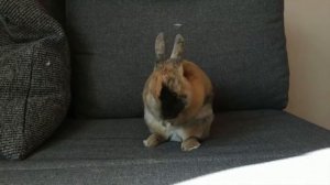 Декоративный кролик: плюсы и минусы содержания