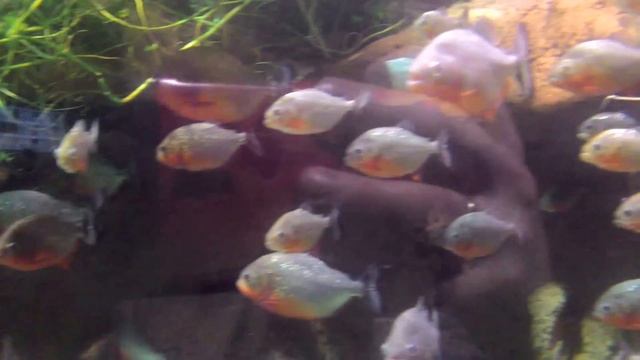 Пираньи в большом аквариуме. смотреть онлайн