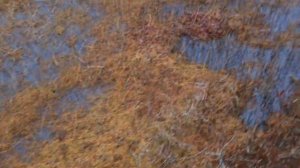 Охота на гуся. Осень. ХМАО. (2 часть)  #ОСЕННИЙГУСЬ #ОХОТАВХМАО