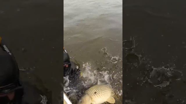 Октябрь 2017. Первый в жизни сазан на ПО смотреть онлайн