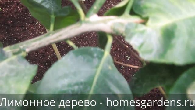Счастье цветовода: лимонное дерево плодоносит! смотреть онлайн