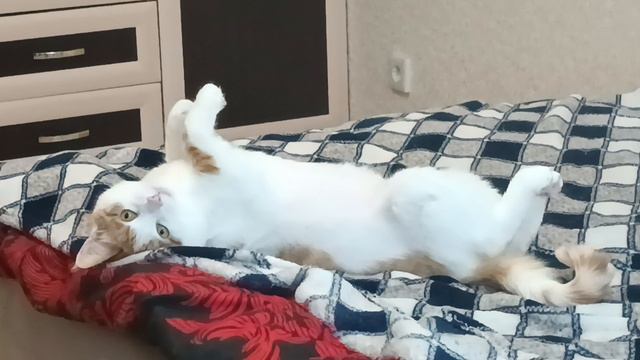 Кузя смотреть онлайн