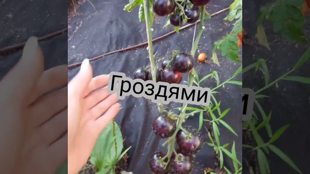 помидоры которые понравились в 2023 году (банан красный, всем на зависть F1) смотреть онлайн