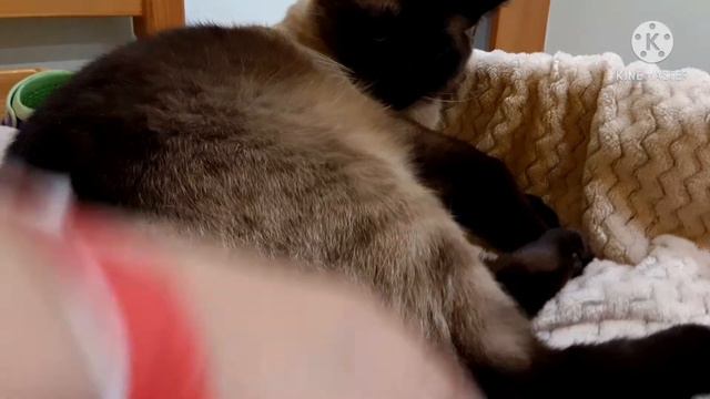 Maestro cat. Part two смотреть онлайн