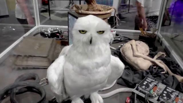 Cat and Mouse visit the Warner Bros. Studio Tour смотреть онлайн