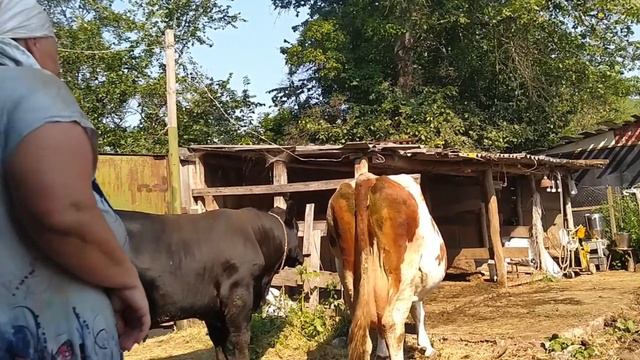 Абердин в деле/ Маша хочет и не хочет/ Кроем корову смотреть онлайн