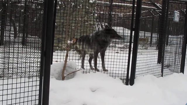 Новосибирский зоопарк 2011 смотреть онлайн