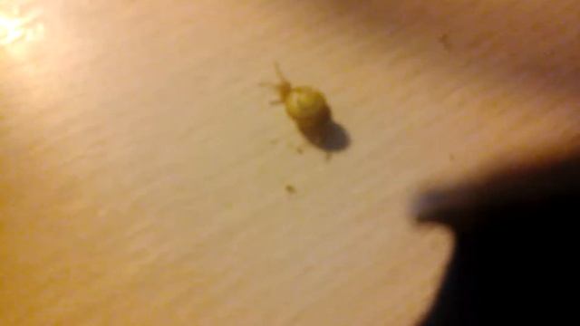 Мой новый питомец ? улитка. Маня