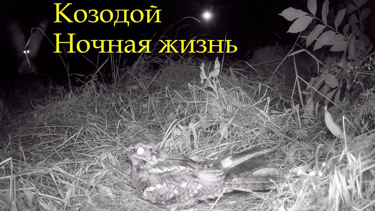Ночная жизнь Козодоя / Nightlife of Nightjar смотреть онлайн
