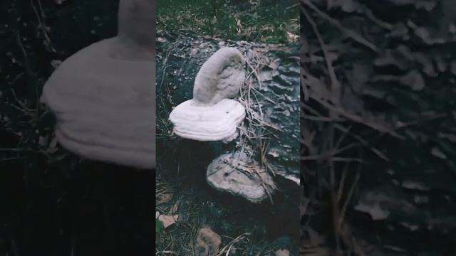 Как размножаются грибы? смотреть онлайн