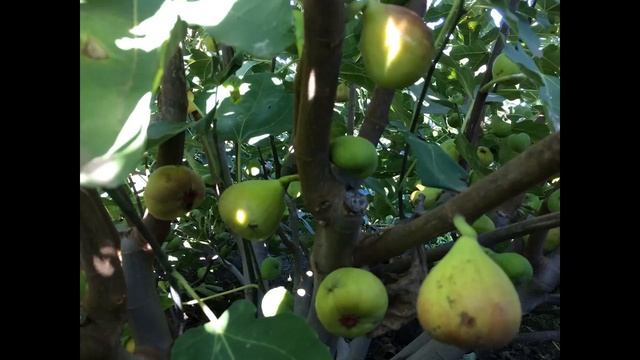 Лучшие сорта инжира - ключ! обрезка, формирование, укрытие, полив, удобрение - не так важны! смотреть онлайн