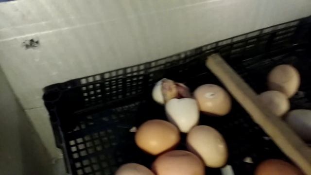 Рождение цыпленка. смотреть онлайн