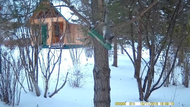 Белка тащит питательный шарик из птичьей кормушки смотреть онлайн