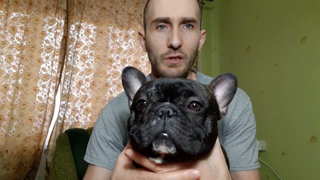 Аллергия у французского бульдога. Как понять что у собаки аллергия мой опыт. смотреть онлайн