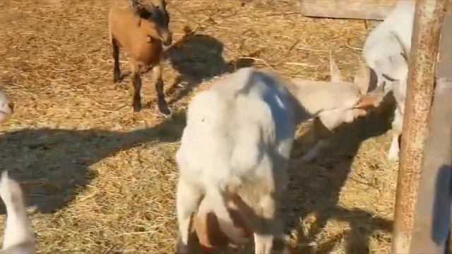 Новости в хозяйстве: пора сажать картошку, абрикос в СИБИРЕ, козы, куры. "Мое Подворье" смотреть онлайн