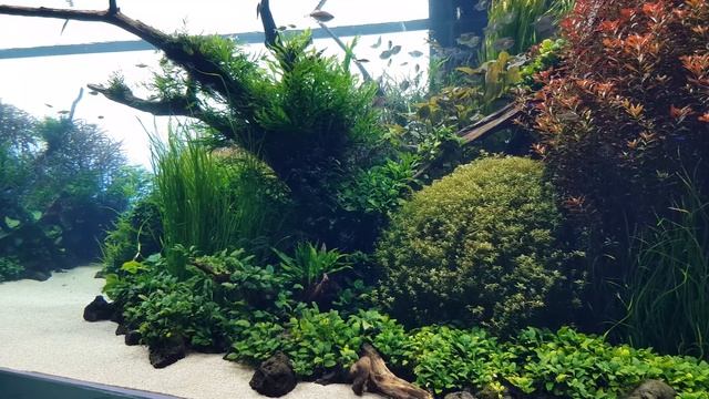 Такаши Амано/ Takashi Amano . Подводные сады, Португалия, Лиссабонский Океанариум, 4 K смотреть онлайн