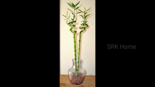 how to grow and Benefits uses of Lucky Bamboo indoor Tree plant for home in Telugu || VSRK Home смотреть онлайн
