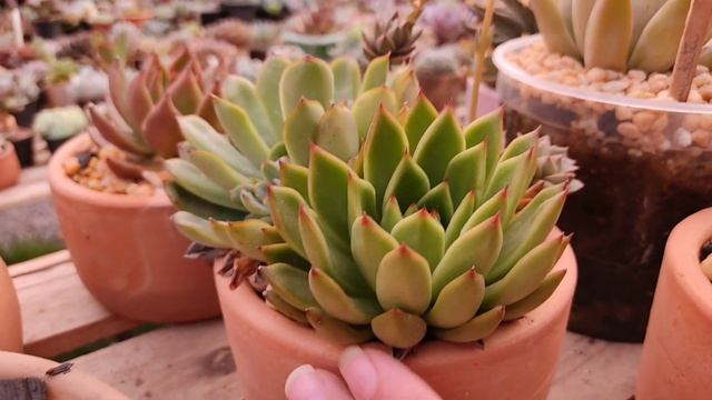 DESCUBRA AGORA - QUAIS SÃO AS SUCULENTAS DE UNHAS PINTADAS смотреть онлайн