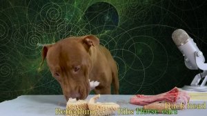 Best ASMR Dog In The World