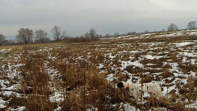 Охота на фазана - Стойка пойнтера по фазану смотреть онлайн