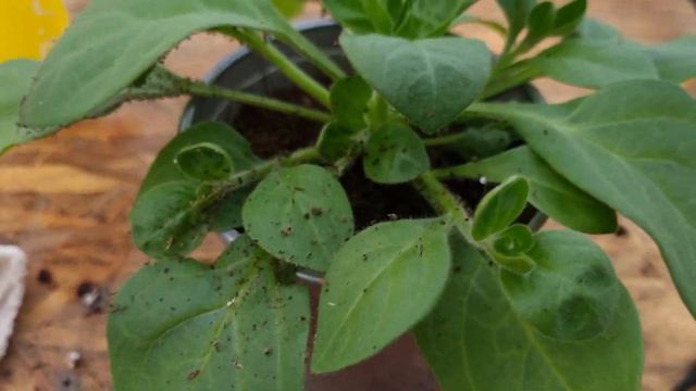 Самая важная прищипка ампельной петунии! смотреть онлайн