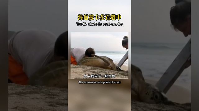 解救被困的海龜！#nature #wildlife #animal #wildanimals #animals #猛獸世界 #動物救援 смотреть онлайн