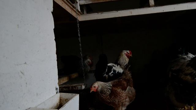 Куры Юрловская голосистая 4 Соколова С.Н. Елец смотреть онлайн