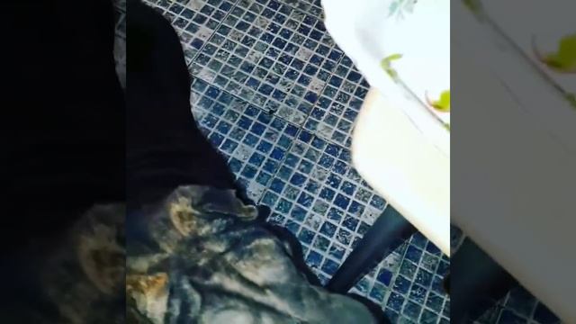 Любимое блюдо шарпея) смотреть онлайн